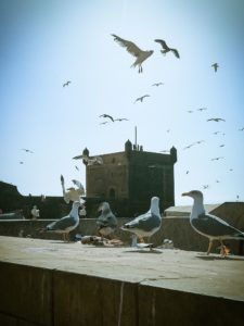 Essaouira Argan Trees Goats Best Day Tours Trips from Marrakech